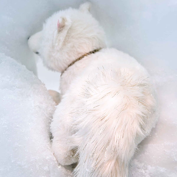 Steiff Winter Fox Limited Edition - EAN 006661 - Image 4