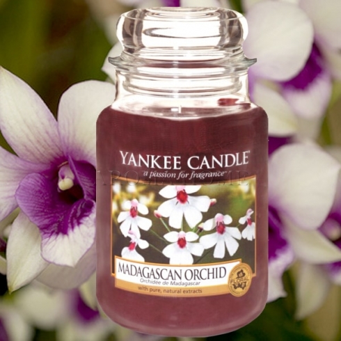 Madagascan Orchid - Yankee Candle - Large Jar - Image 3